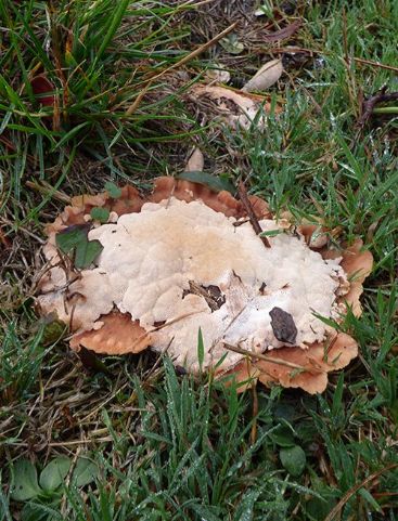 A well-formed mature fruiting body on a shadow stump of English oak in Pitsea, Essex.
